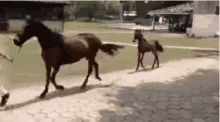 Horse Pony GIF - Horse Pony Little GIFs