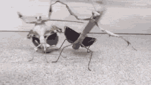 mantis intimidation insect bugs dancing