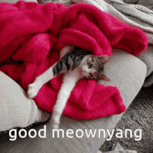 Cat Morning GIF - Cat Morning Good Morning GIFs