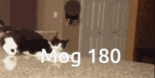 Mog Mogcat GIF - Mog Mogcat Mog 180 GIFs