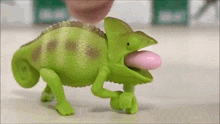 a green chameleon with a pink tongue sticking out .