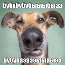 a close up of a dog 's nose with a caption in a foreign language