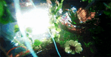 the sun is shining through the leaves and flowers in the water
