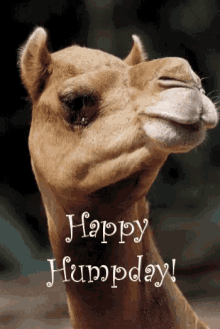 wednesday happy hump day camel thats hilarious