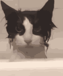 Cat Chat GIF - Cat Chat Pls GIFs