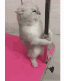 Cat Pole GIF - Cat Pole Drying GIFs