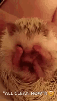 Hedgehogs Bath GIF