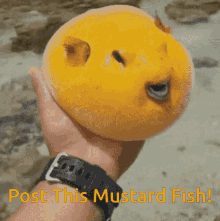 Puffer Fish Mustard GIF - Puffer Fish Mustard GIFs
