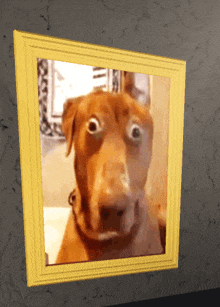 What The Dog Doing GIF - What The Dog Doing GIFs