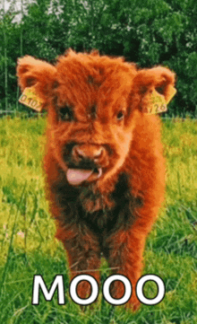 a small brown cow with a tag on its ear is sticking its tongue out in a grassy field ..