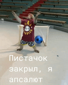 a monkey wearing a shirt that says ' a champion ' on it