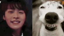 Lee Know Meme Winfalls GIF - Lee Know Meme Winfalls Smiling Dog GIFs
