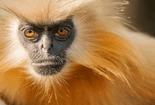 Monkey Images GIF - Monkey Images GIFs