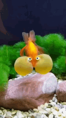 wat goldfish