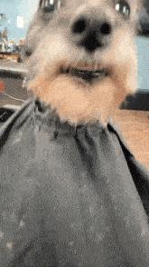 Dog Cutting Hair Meme GIF