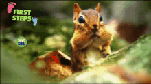 Squirrel Step GIF