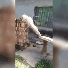 Dog Falling Cant Go Up GIF - Dog Falling Cant Go Up Oops GIFs