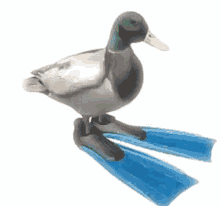 looping duck