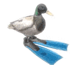Duck Looping Sticker