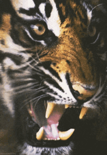 Tiger Bengal GIF