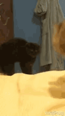 Cat Fight Screech GIF - Cat Fight Screech Hiss GIFs