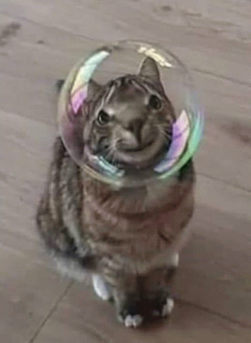 Bubble Cat