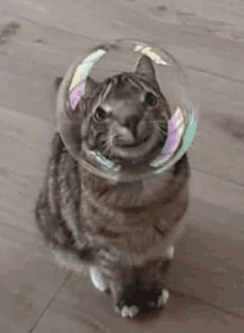 Bubble Cat Cute GIF - Bubble Cat Cute GIFs