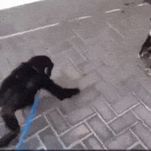two dogs are playing with a blue object on a tile floor