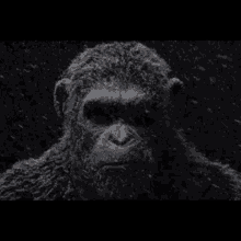Enhance Enhanced Apes GIF