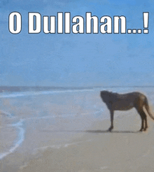 a horse standing on a beach with the words " o dullahan " written above it