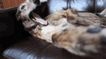 I'M Bored Let'S Get Outta Here  GIF - Dog Bored Lets Go Out GIFs