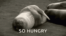 Im Hungry Seal GIF