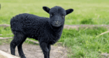Happy Birthday Black Sheep Lea GIF - Happy Birthday Black Sheep Lea GIFs