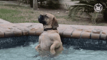 Relaxing Chilling GIF - Relaxing Chilling Poolside GIFs