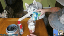 Gone To The Snow Dogs Gttsd GIF - Gone To The Snow Dogs Gttsd Stealing GIFs