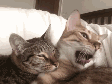 two cats are laying next to each other on a bed