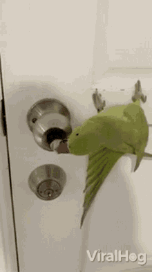 Bird Lockpicking Viralhog GIF - Bird Lockpicking Viralhog Parakeet GIFs