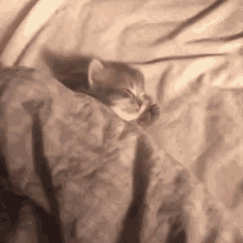 Cat Cats GIF - Cat Cats Wake Up GIFs