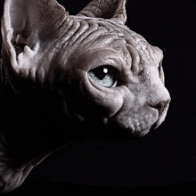 Meow Sphinx GIF - Meow Sphinx Alien GIFs