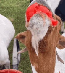 Goat Tomato GIF