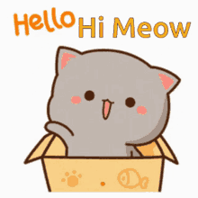 Hi Cat GIF - Hi Cat Meow GIFs