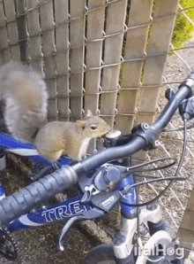 Riding Motorcycle Squirrel GIF - Riding Motorcycle Squirrel How Does This Work GIFs