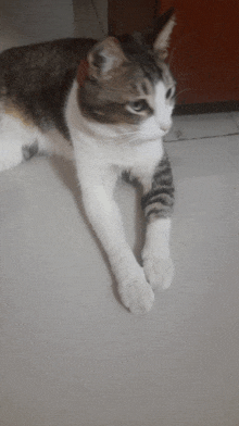 a gray and white cat laying on the floor