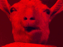 Sheep Koyun GIF - Sheep Koyun Movie GIFs