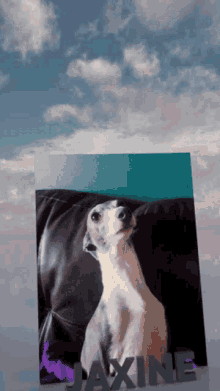 Jaxine Greyhound GIF - Jaxine Jax Greyhound GIFs