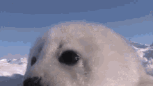 Seal Sniffing GIF - Seal Sniffing GIFs