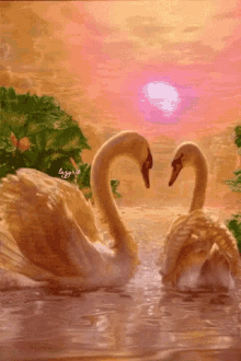 Love Swan GIF - Love Swan Sunset GIFs