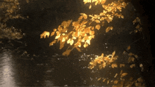 Nature Leaves GIF - Nature Leaves Trees GIFs