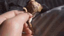 How To Tell If Your Bearded Dragon Likes You GIF - How To Tell If Your Bearded Dragon Likes You GIFs