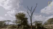 Falling Tree Hazen Audel GIF